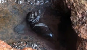 Foca bébé
