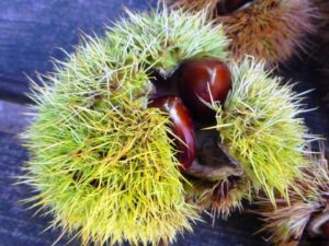 Castanhas