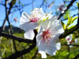 Flor