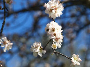 Flor