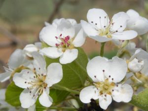 Flor do Pilriteiro