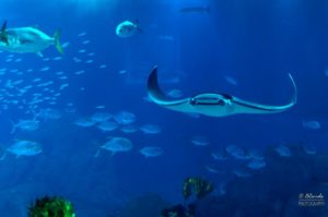 Oceanário