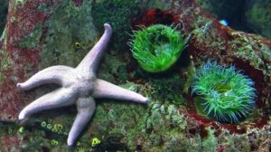 Oceanário
