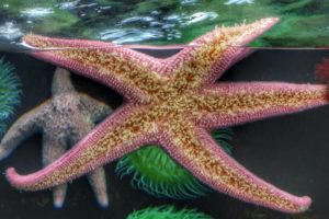 Oceanário