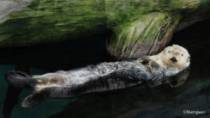 Oceanário