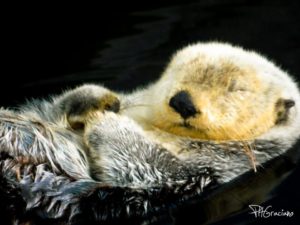 Oceanário