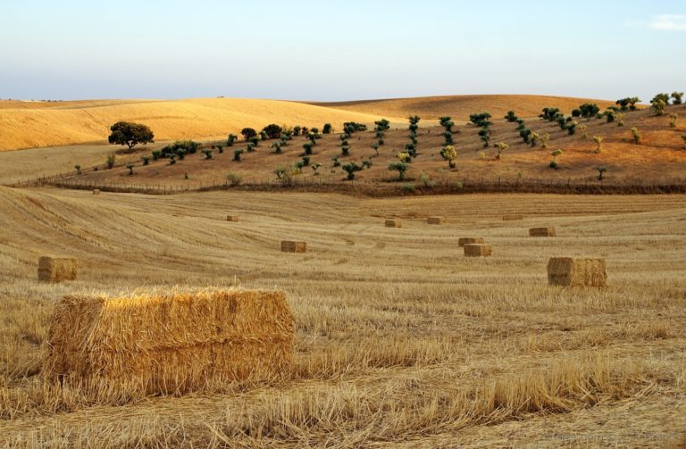 Que 2016 traga a “ceifa de alegria” de que fala esta moda de alentejo!