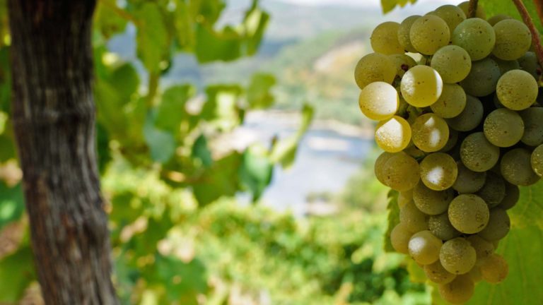 Cabrito do Monte, Bucho Doce, Alvarinho e vistas do Minho..
