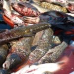 Peixes de rio