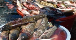 Peixes de rio