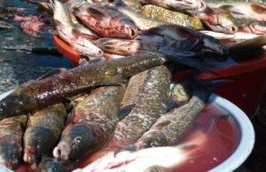 Peixes de rio