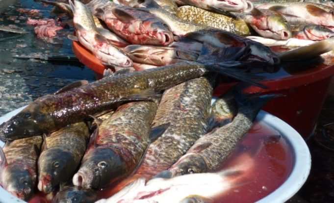 Peixes de rio