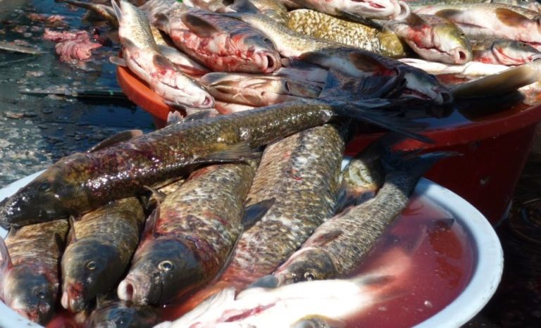 Peixes de rio