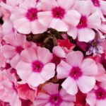 flor