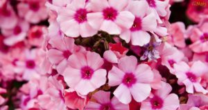 flor