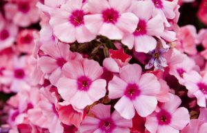 flor