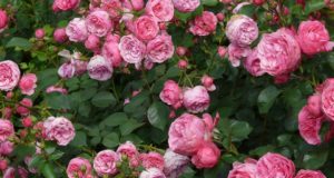 rosa