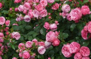 rosa
