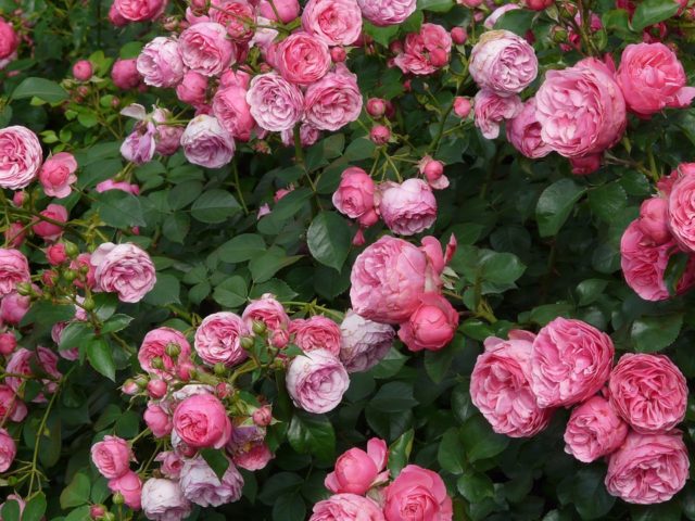 rosa