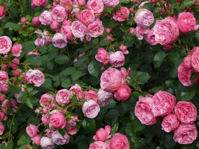 rosa