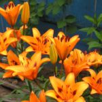 Flor