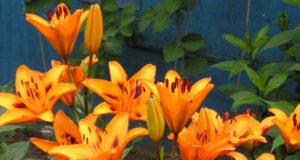 Flor