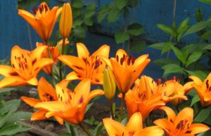 Flor