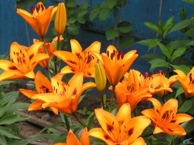 Flor
