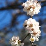 Amendoeira em flor