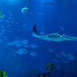 Oceanário