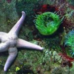 Oceanário