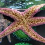 Oceanário