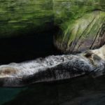 Oceanário