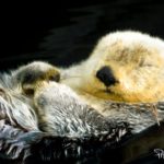 Oceanário