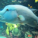 Oceanário