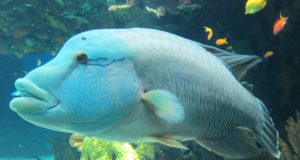 Oceanário