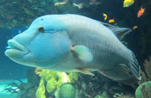 Oceanário
