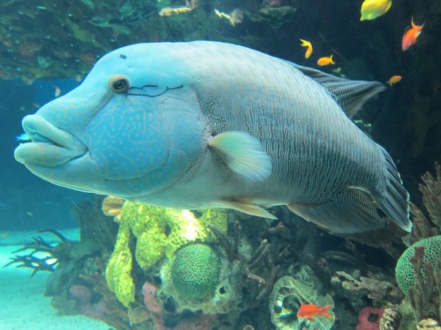 Oceanário Oceanário