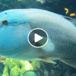 Oceanário
