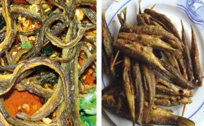 Peixe e enguias - Baixo Mondego