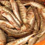 Peixinhos de Rio