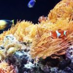 LisboaOceanário
