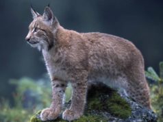 Lince Ibérico