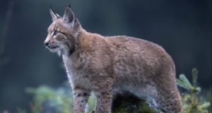 Lince Ibérico