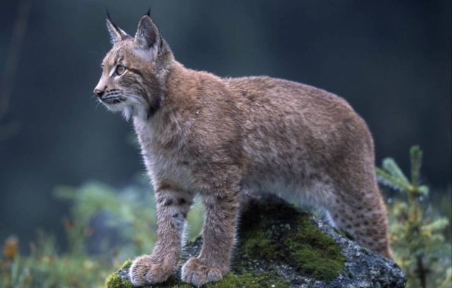 Lince Ibérico