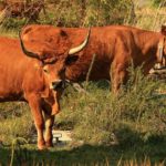 Vacas barrosãs